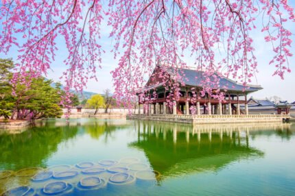 Seoul Spring Bloom Tour - Nami Island